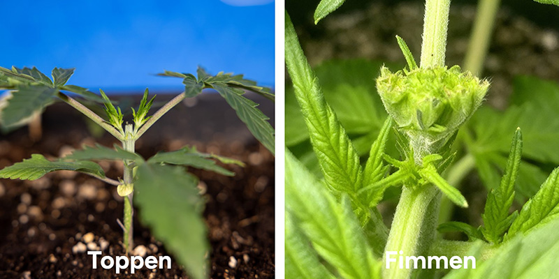 Topping vs fimmowanie
