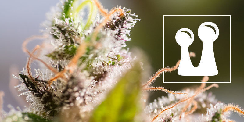 Wszystko, co musisz wiedzieć o trichomach Everything You Need To Know About Trichomes