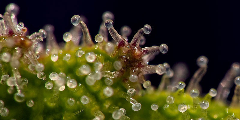 Wykorzystaj trichomy w ich najlepszym momencie! Harness trichomes when they are at their best!