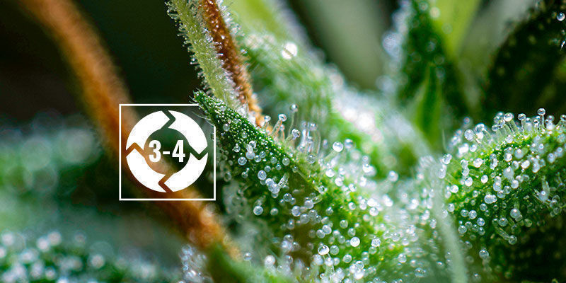 Cykl życia trichomów Cykl życia trichomów