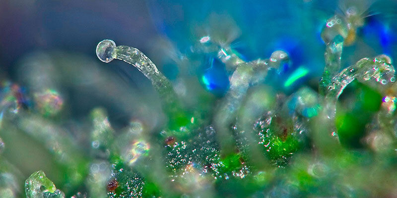 What Are Trichomes? What are trichomes?