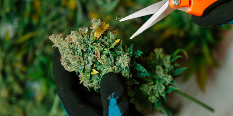 Handling buds carelessly