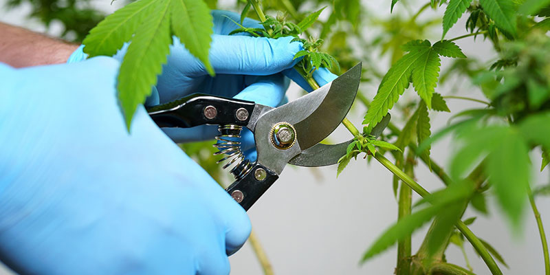 Preparing for harvest