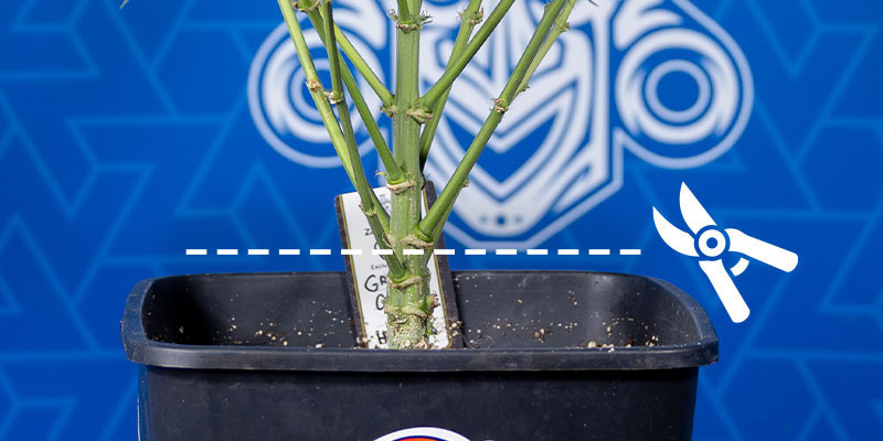 Całkowite zbiory roślin