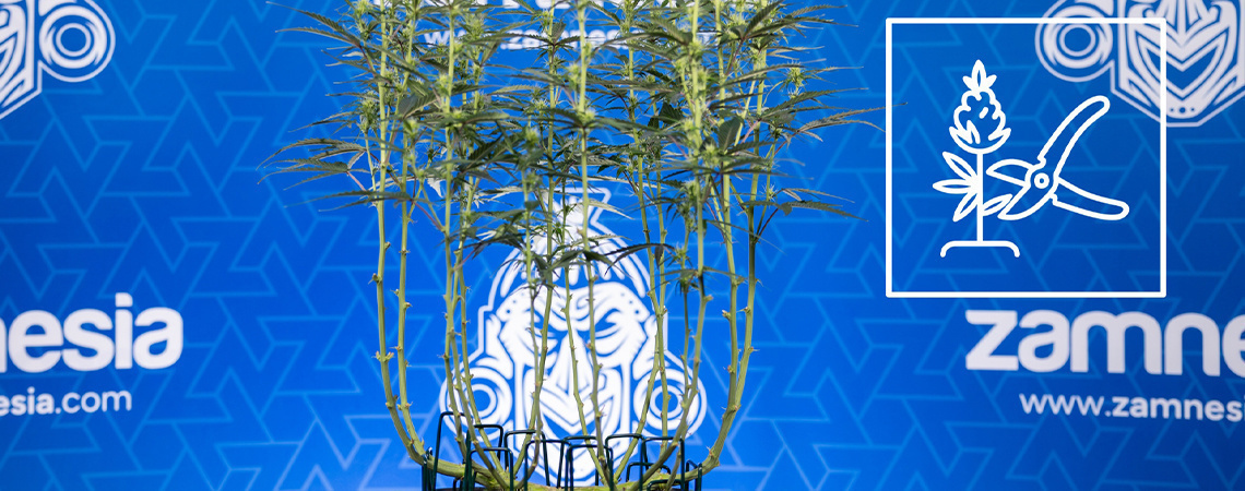 Jak wykonywać lollipopping marihuany