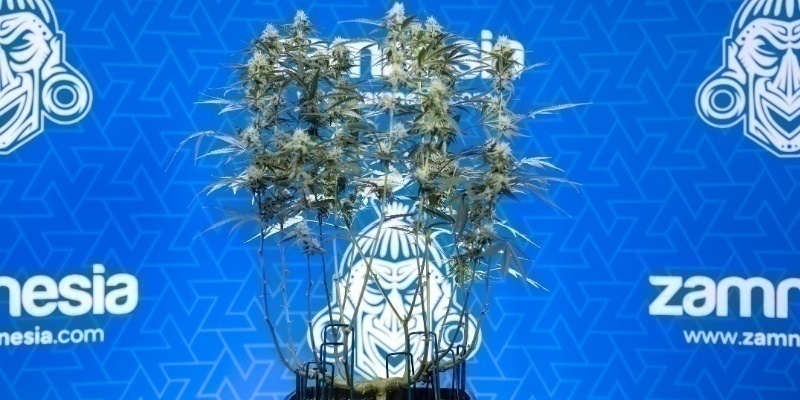 Lollipopping jak profesjonalista – uprawiaj lepiej z Zamnesia