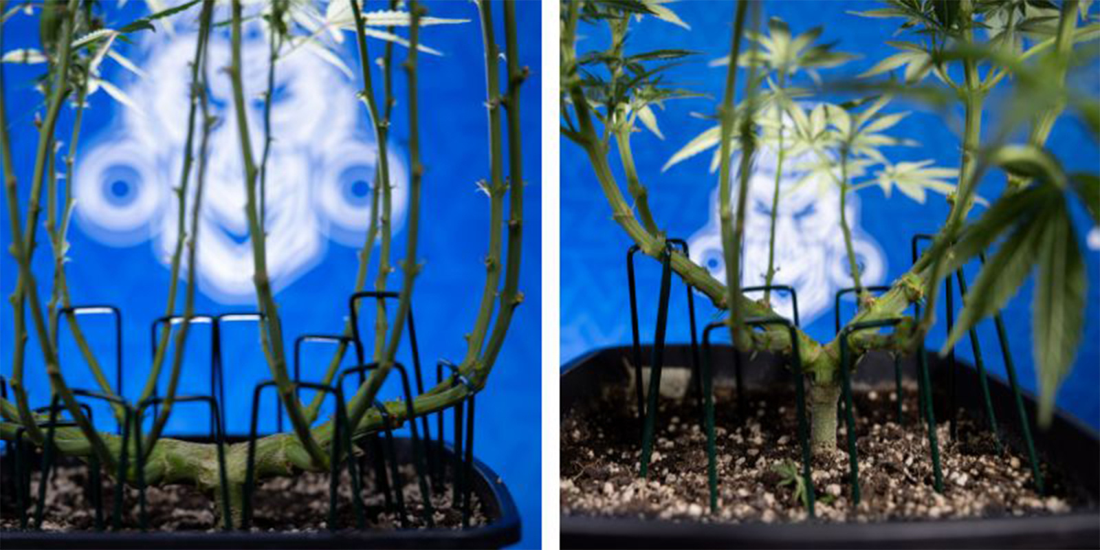 Lollipopping vs defoliation