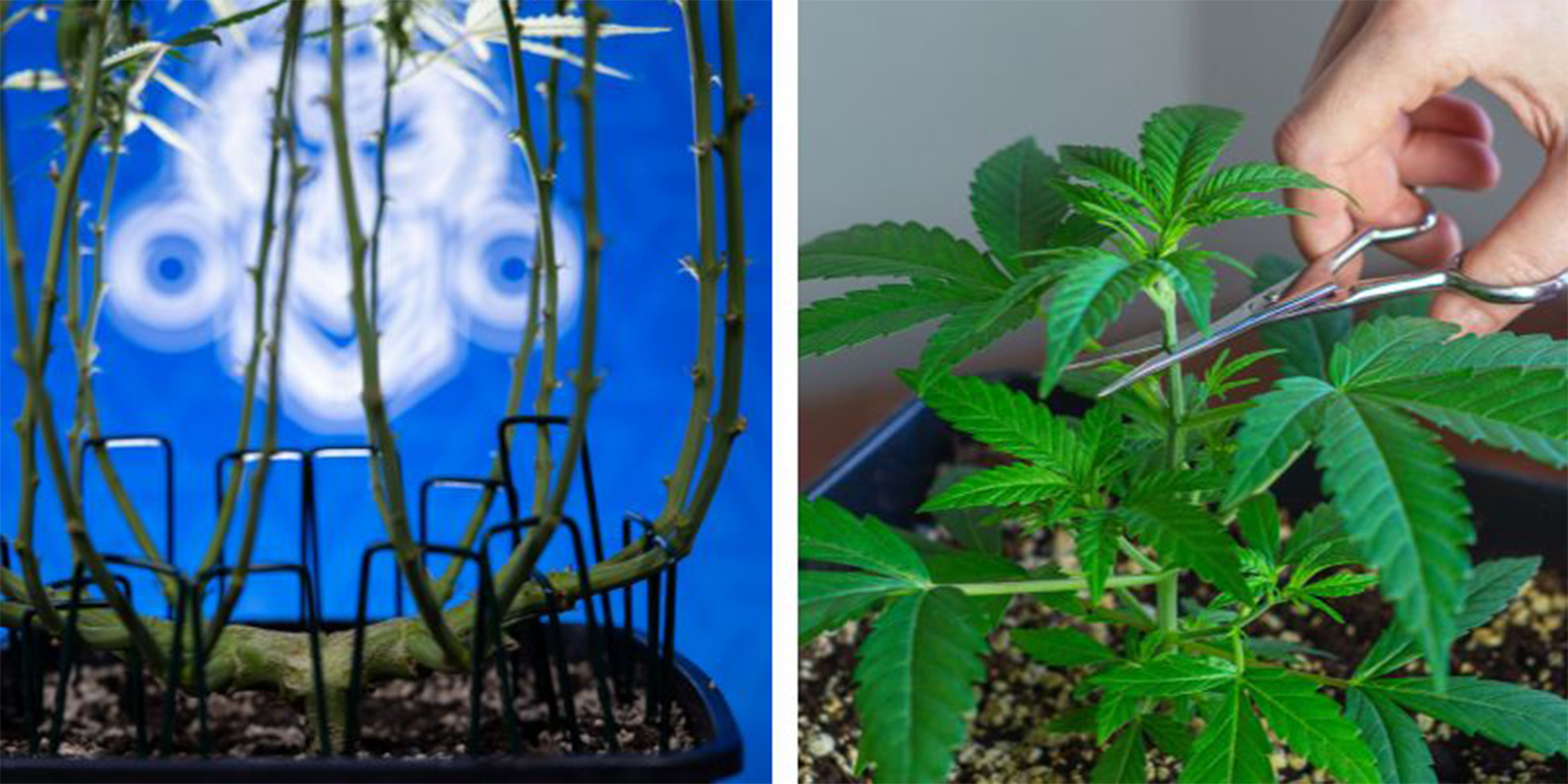 Lollipopping vs topping and FIMing