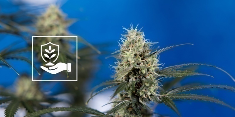 Pielęgnacja roślin po lollipoppingu