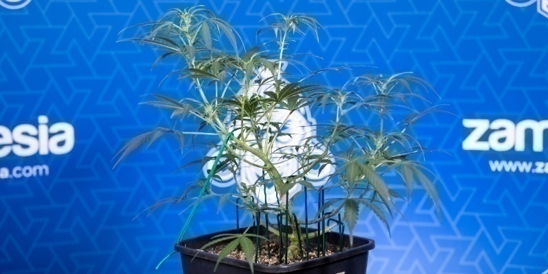 Oznaki, że roślina jest gotowa