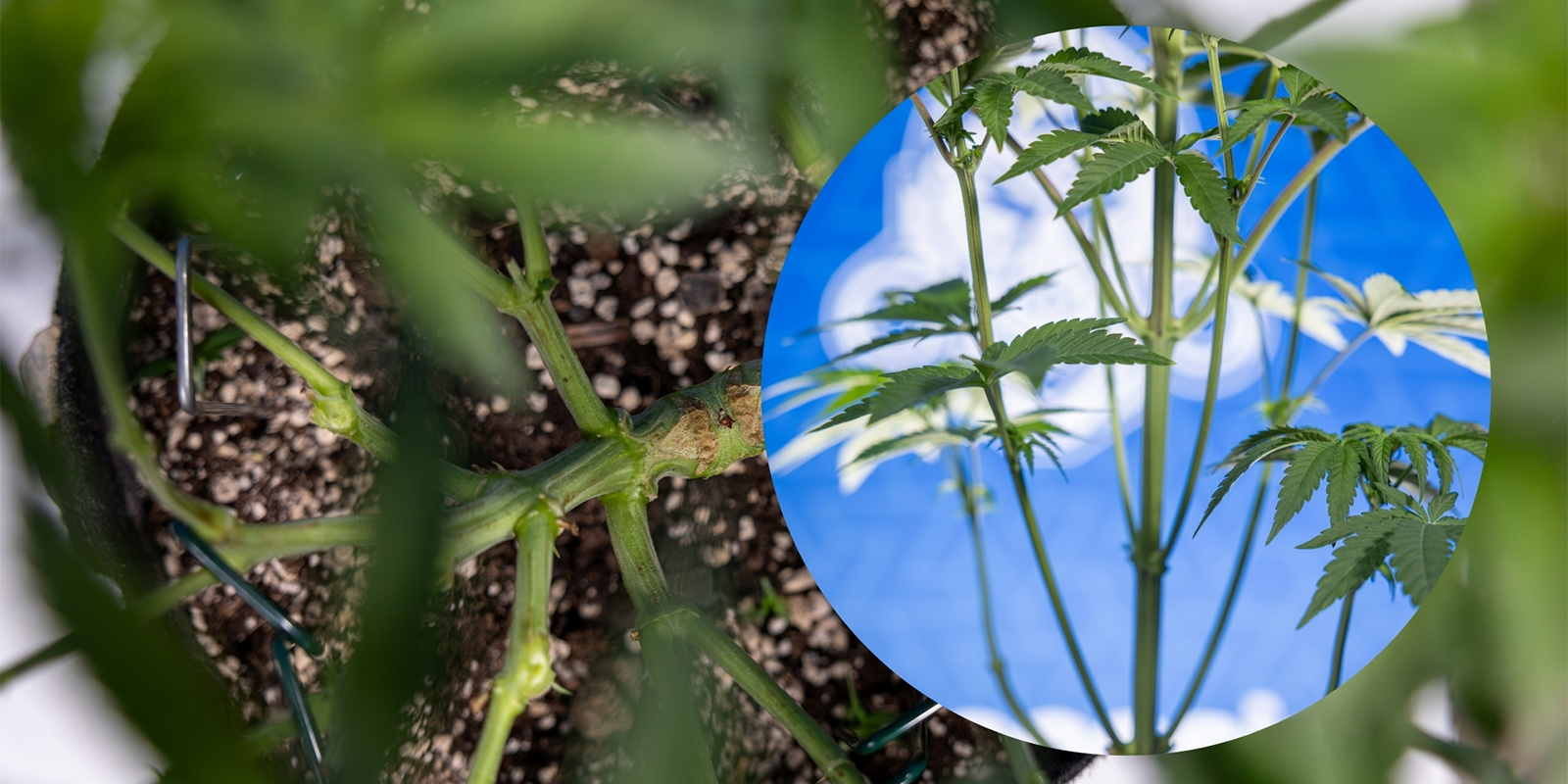 Krok 1: Zidentyfikuj dolny przyrost