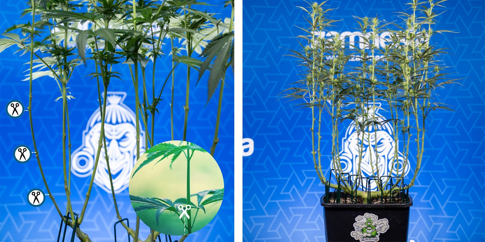 Krok 3: Przytnij ostrożnie