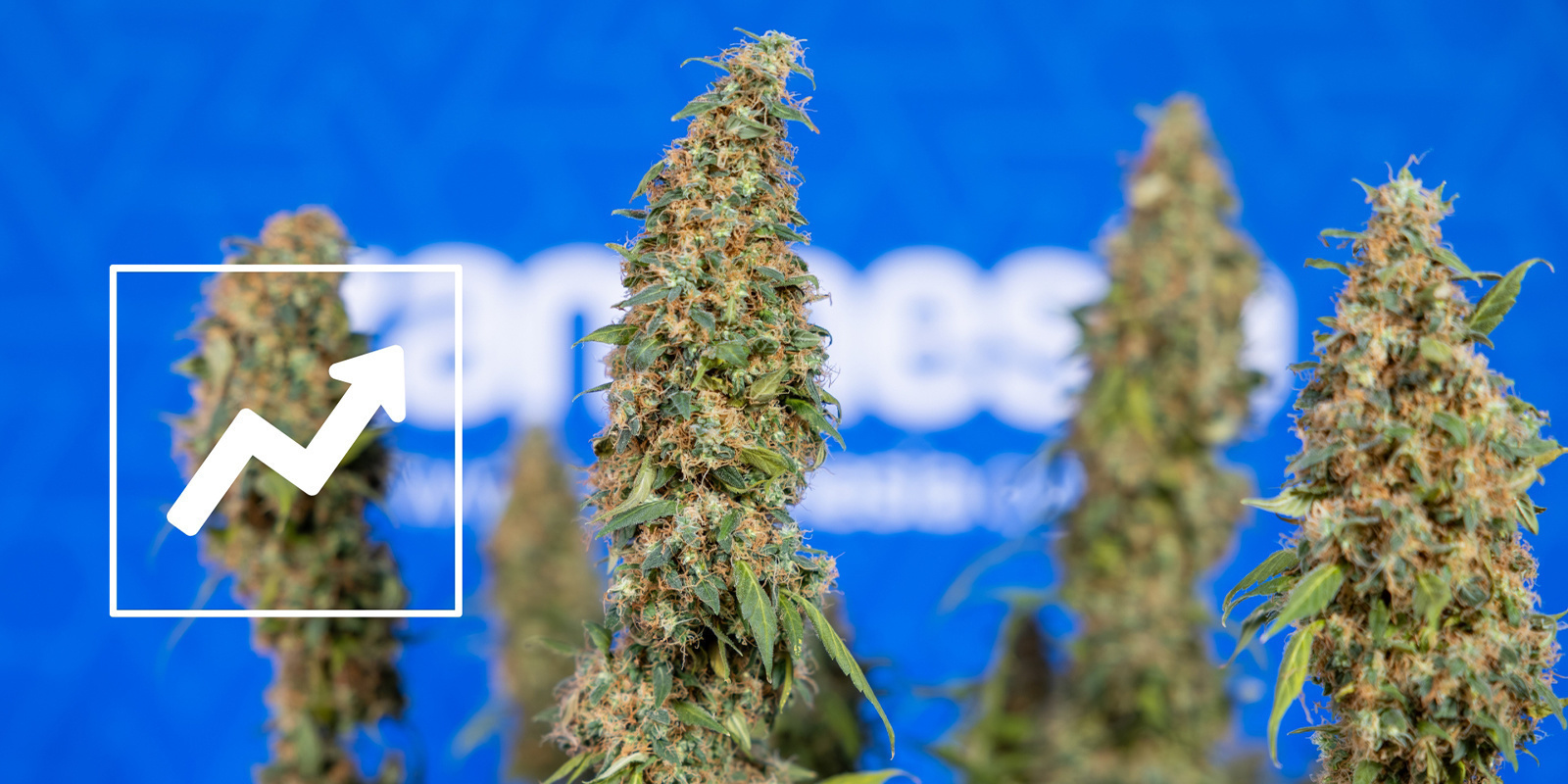 The benefits of lollipopping cannabis