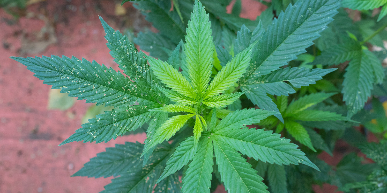 Zwróć uwagę na oznaki stresu