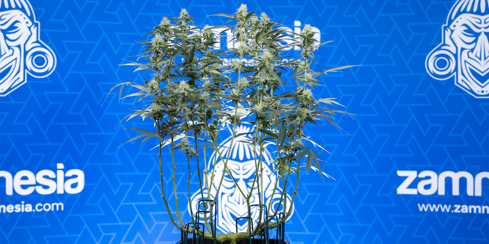 Na czym polega lollipopping?