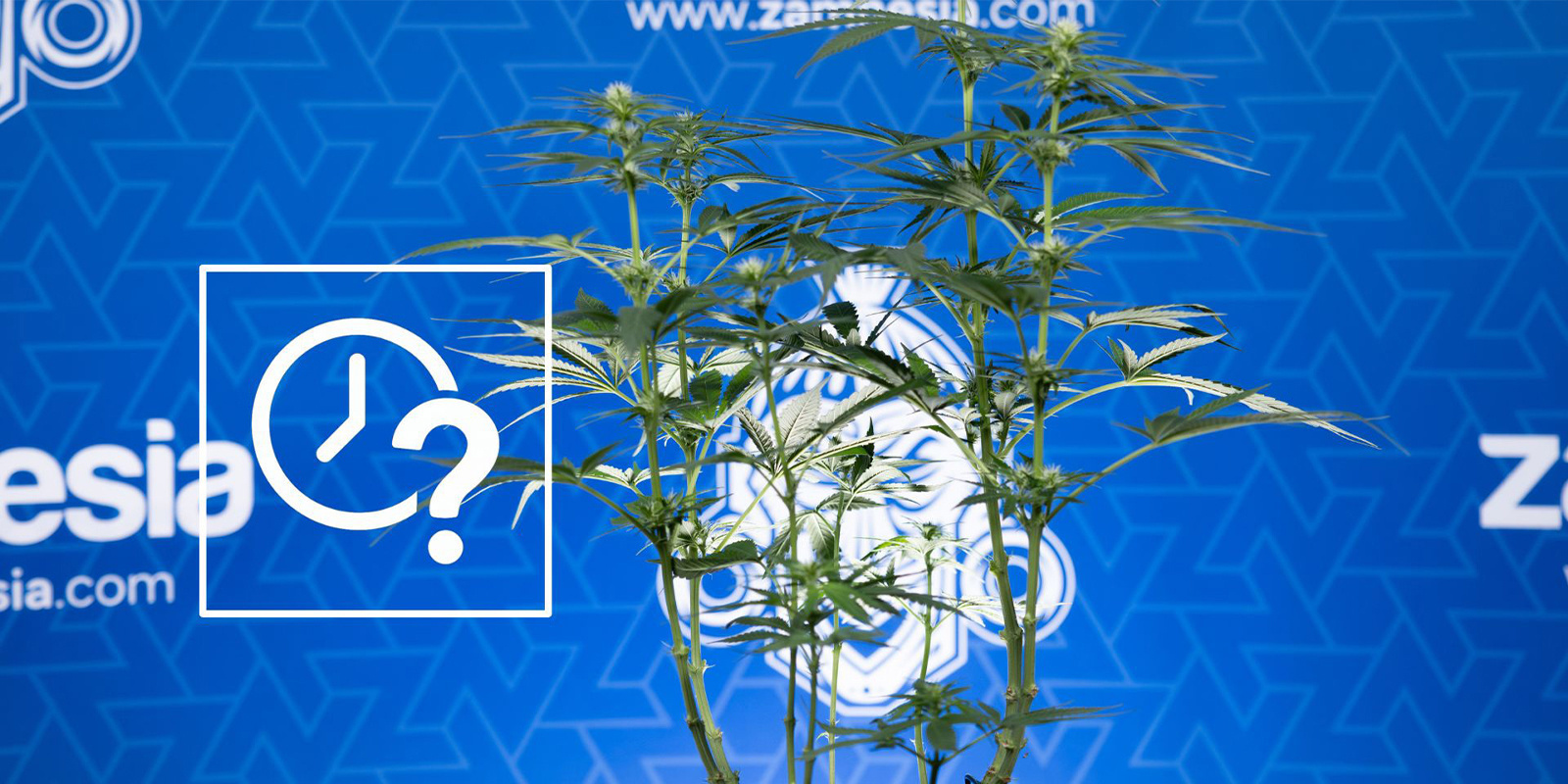 When to lollipop cannabis