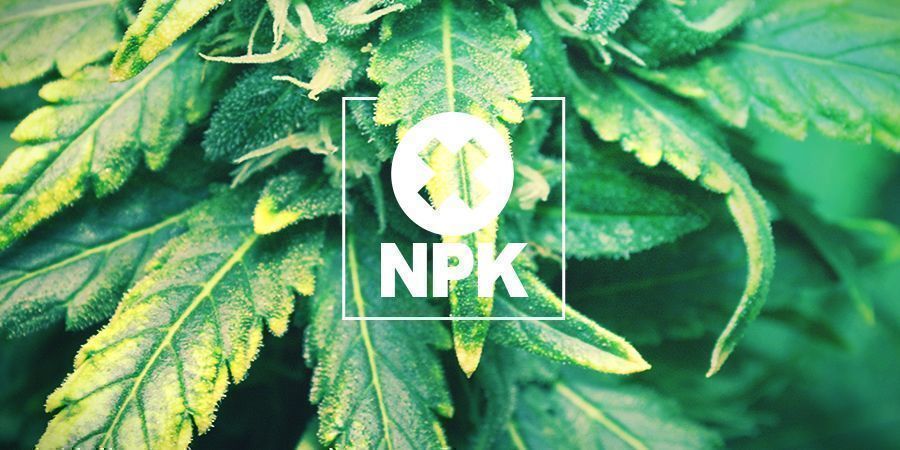 Niedobory makro- i mikroskładników