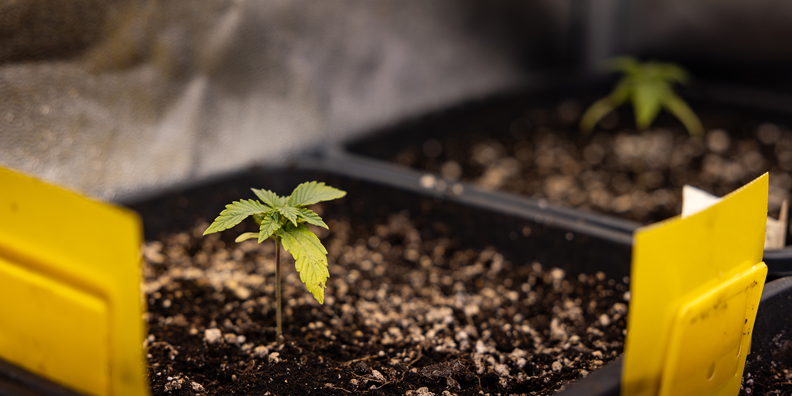 Potencjalne problemy w fazie siewki Potencjalne problemy w fazie siewki