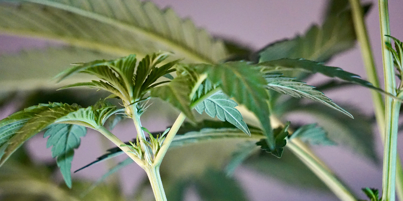 Co następuje po fazie siewki? Co następuje po fazie siewki?