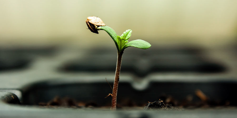 Czym są siewki konopi?