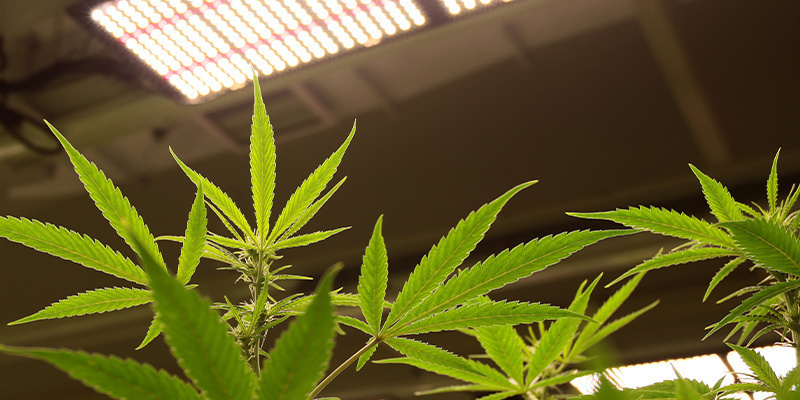 Faza wegetatywna: czas trwania i cykl świetlny