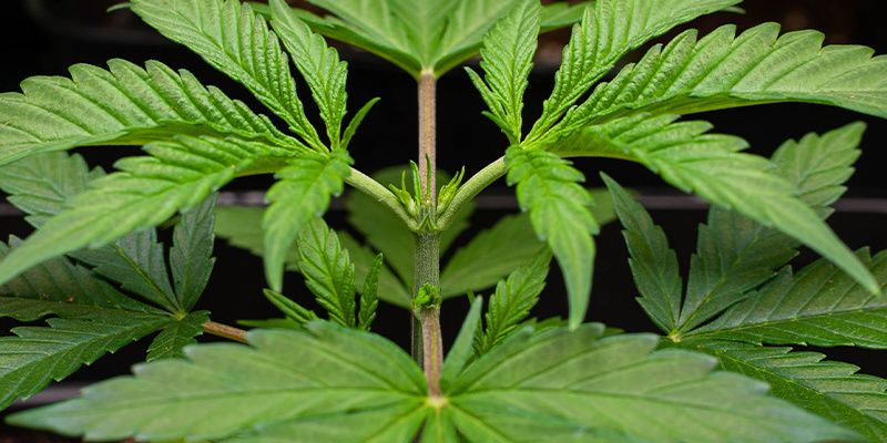 Czym jest faza wegetatywna?