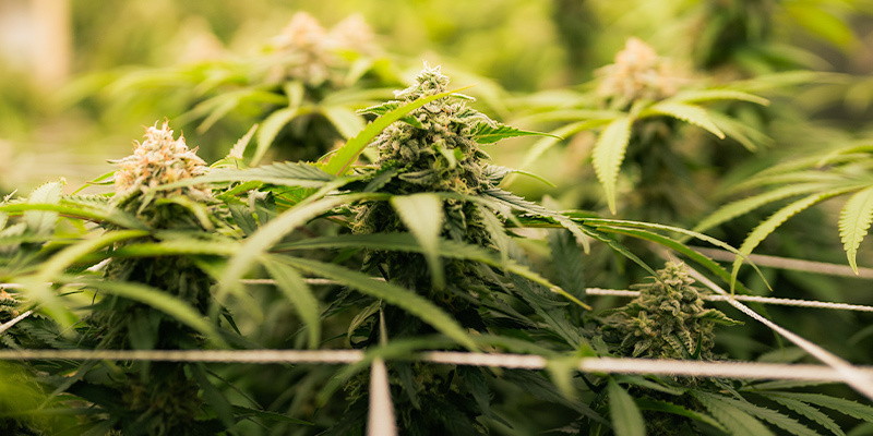 Najlepsze warunki w growroomie w fazie kwitnienia