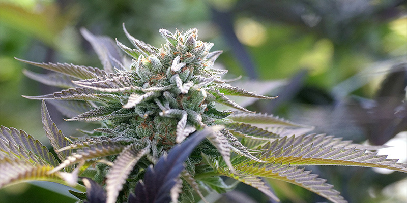 Faza kwitnienia: czas trwania i cykl świetlny