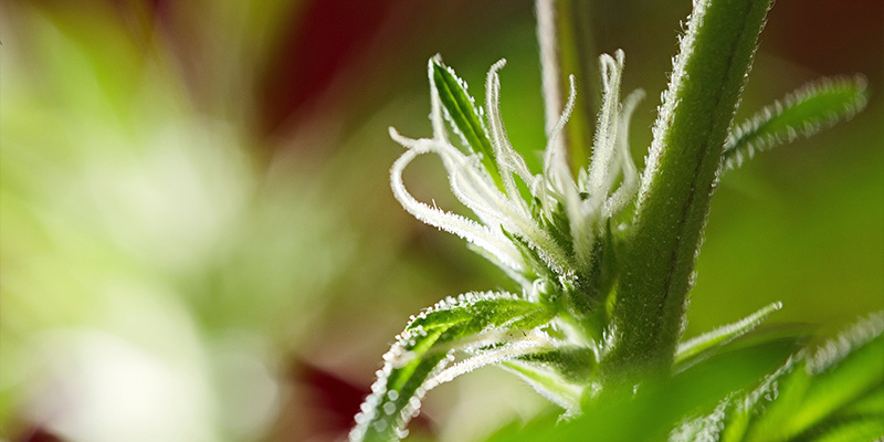 Na czym polega faza kwitnienia?