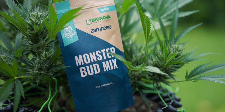 Jakich składników odżywczych potrzebują autokwitnące rośliny marihuany?