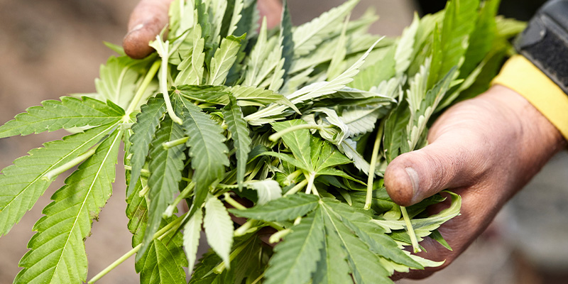 Zastosowanie w ogrodzie i kompoście