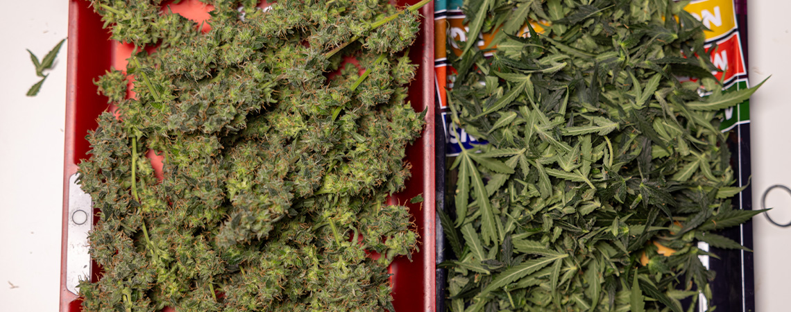 Co zrobić z resztkami liści wachlarzowych i przyciętych części marihuany