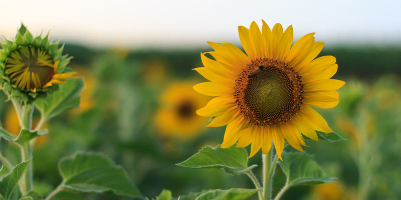 Maskowanie za pomocą roślin towarzyszących