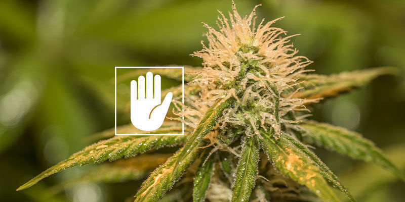 Czy mogę spryskiwać topy olejem neem?