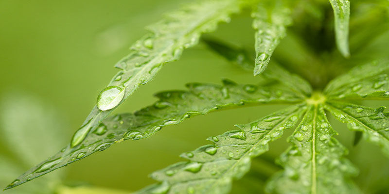 Czy pryskać olejem neem glebę czy liście?