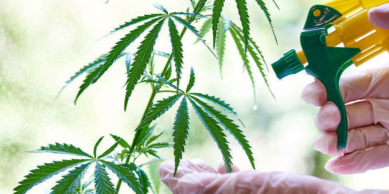 Jak działa olej neem