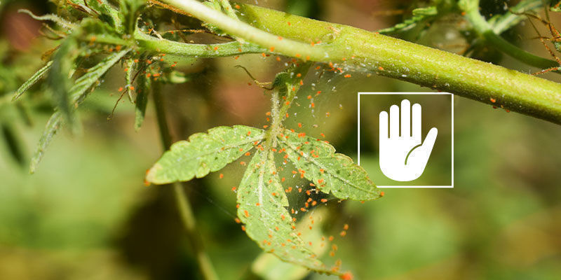 Na co skuteczny jest olej z miodli indyjskiej?