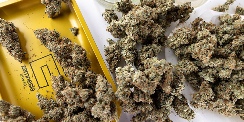 Nie pozwól, by dobra trawka się zmarnowała