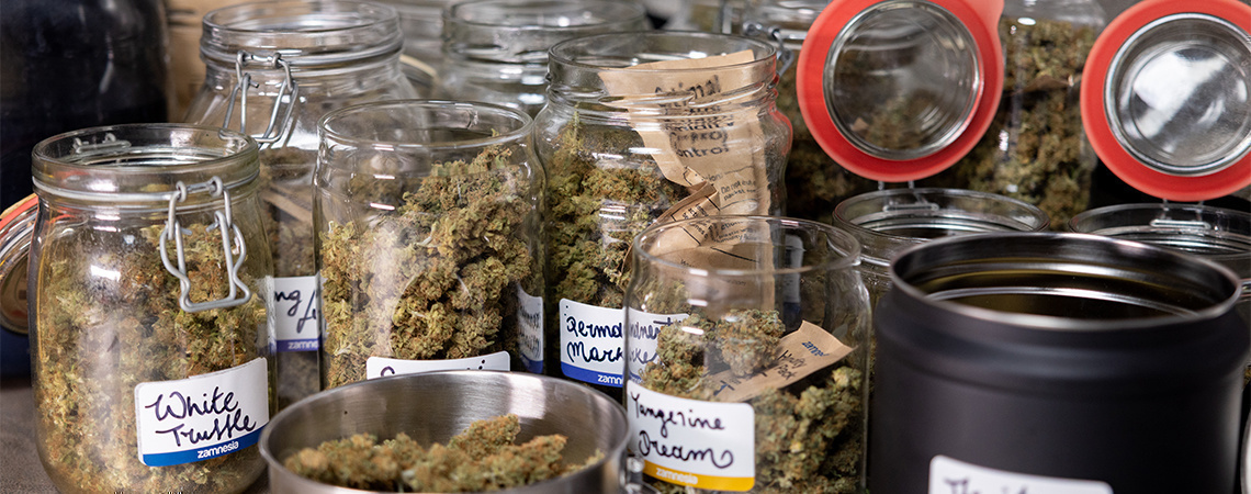 Jak curinguje się marihuanę