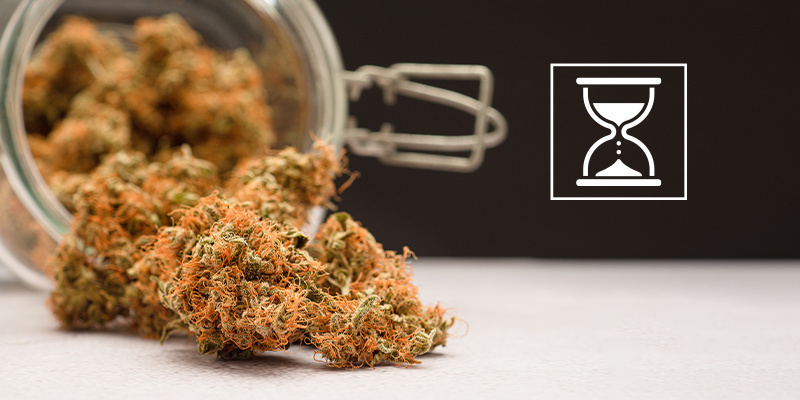 Czy można zbyt długo dojrzewać susz marihuany?
