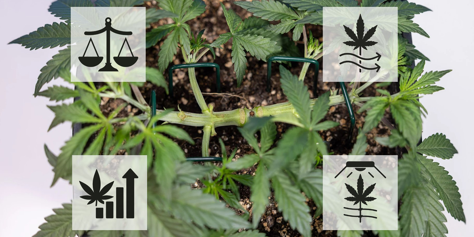 Korzyści z mainliningu marihuany