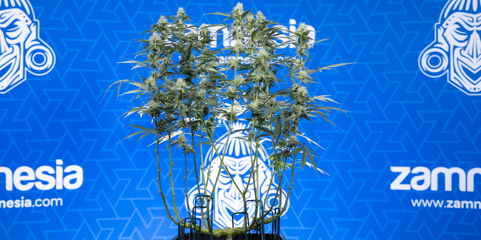 Kieruj wzrost roślin, by uzyskać większe topy