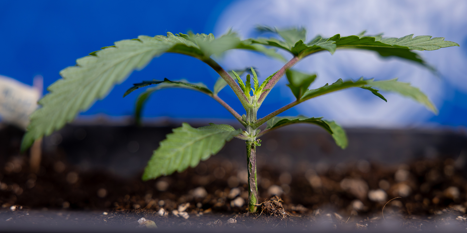 Krok 1: Pozwól roślinie urosnąć do 5–6 pięter liści