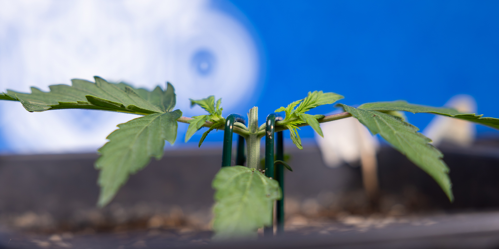 Krok 2: Przytnij do 3. węzła (tworzenie kolektora)