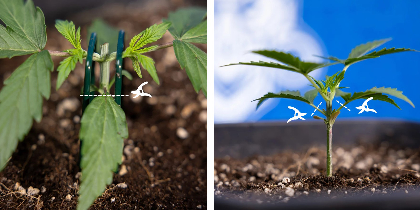 Krok 3: Usuń dolny przyrost