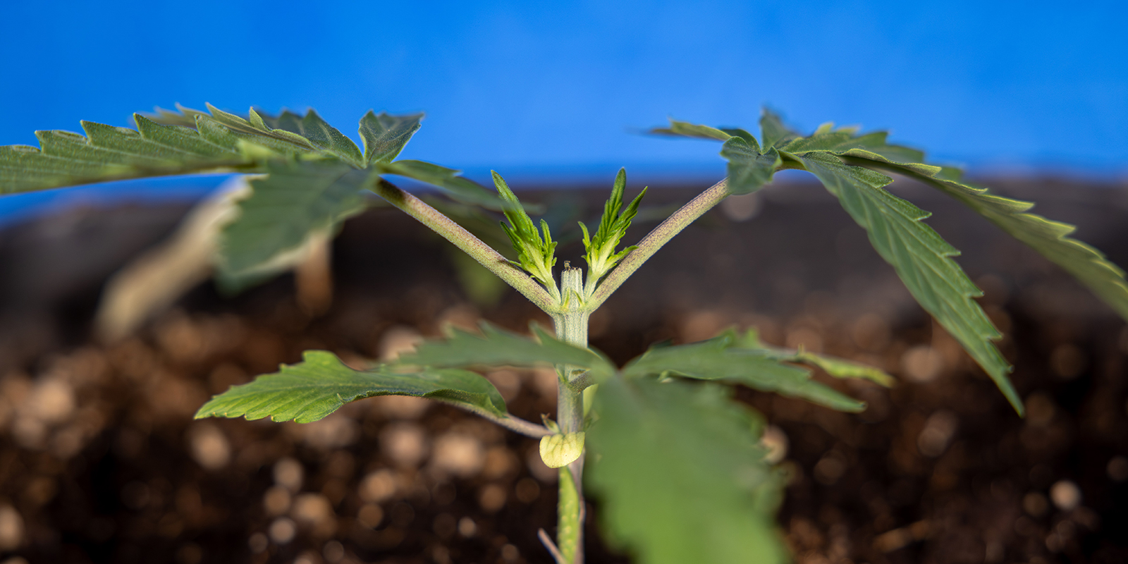 Przycinanie wierzchołka (topping)