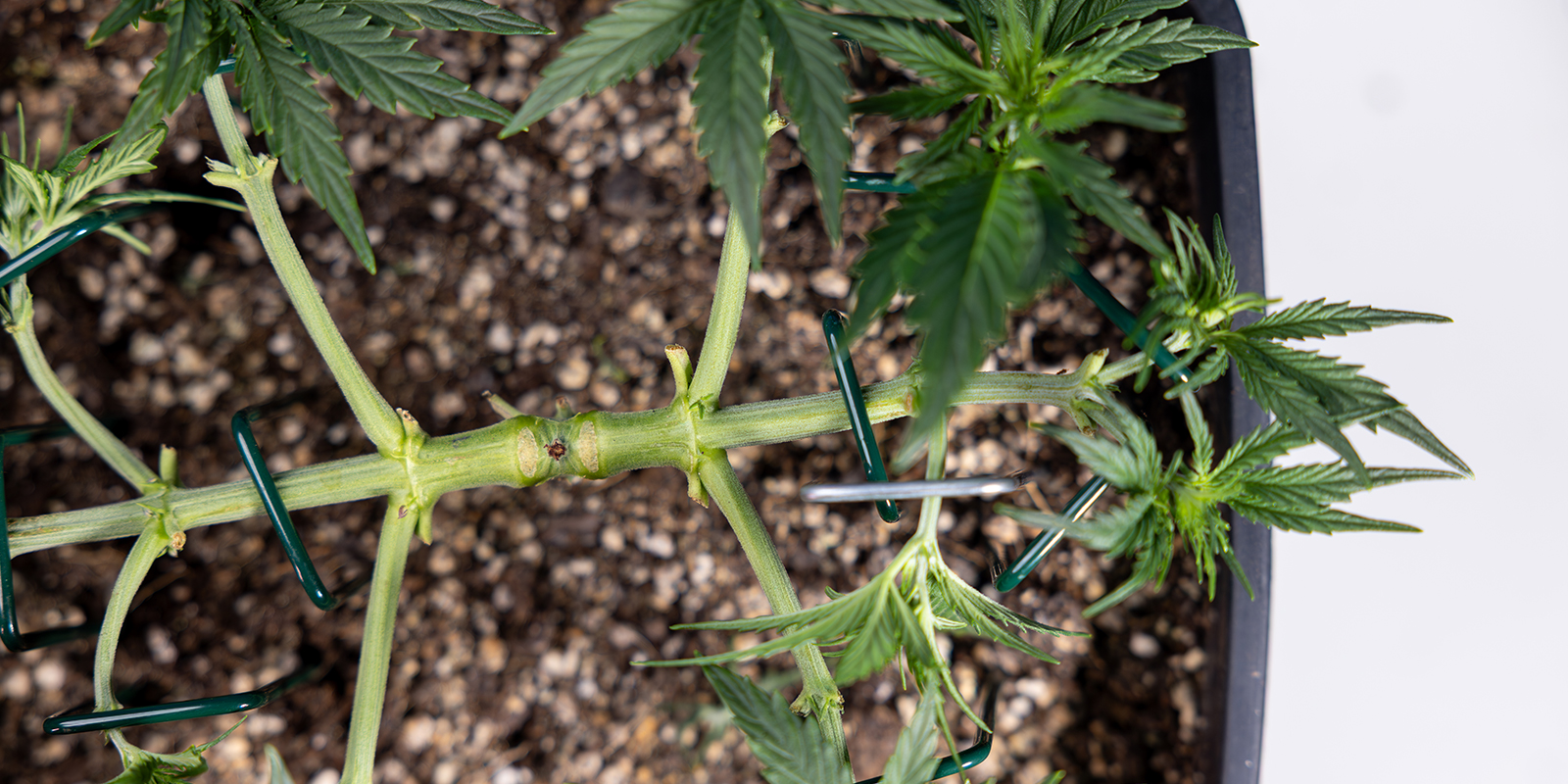 Na czym polega mainlining (manifolding)?