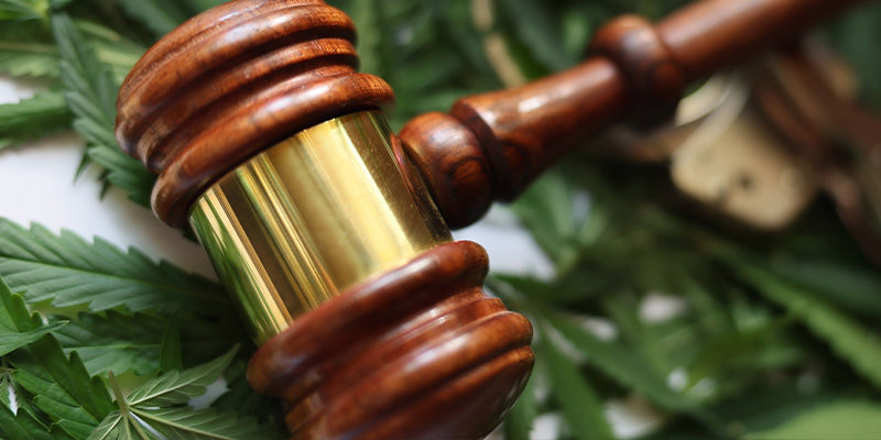 Czy uprawa konopi w ogrodzie jest legalna?