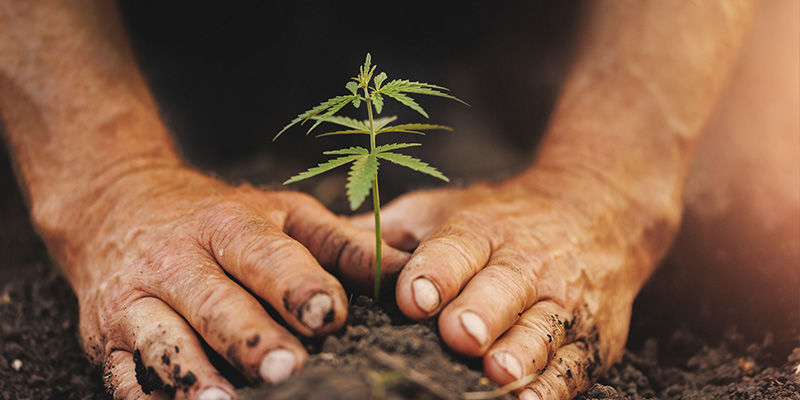 Roślina po ostatnich przymrozkach