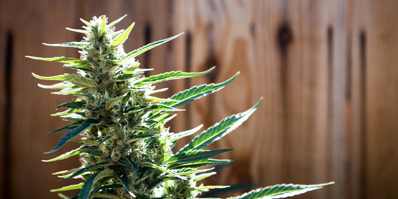 Wskazówki dla ogrodników uprawiających w ogrodzie